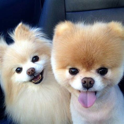 A Teddy Bear Haircut On A Pomeranian Makes Them Very Much Like A Puppy