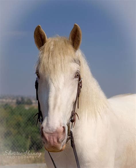 The Rare And Endangered American Cream Draft Horse Lola 2016 Draft