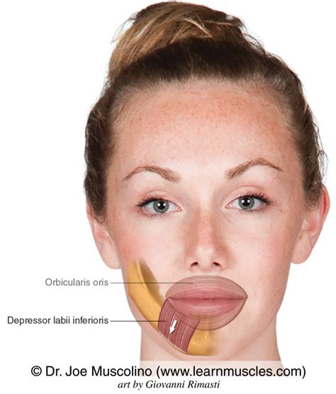 The dli and the depressor anguli oris (dao) can be treated with botox to allow a more pleasant expression. Depressor Labii Inferioris - Learn Muscles