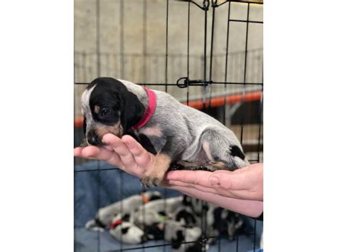 Litter Of Purebreed Bluetick Coonhound Puppies For Sale Birmingham