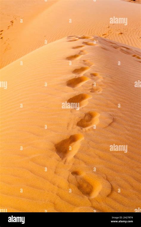 Human Footprints In The Sand Dunes Of Sharqiya Wahiba Sands Oman Stock