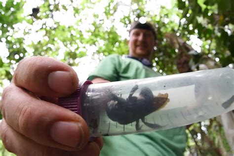 Worlds Largest Bee Rediscovered After 38 Years