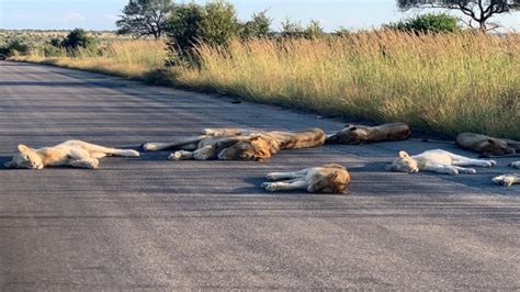 Lions Cross A Road In South Africa During The Anti Corona Ban Teller