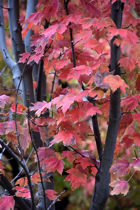 Autumn Spire Red Maple Acer Rubrum Autumn Spire In Sauk Centre
