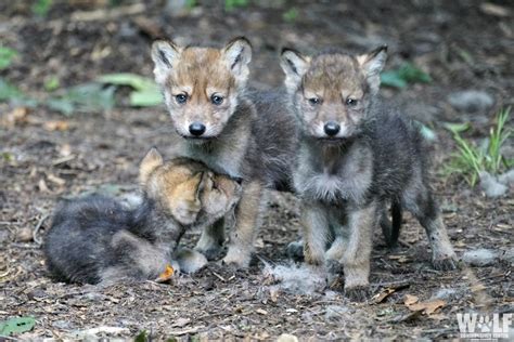 Pint Sized Pups Work To Save Mexican Gray Wolves Wolf Conservation Center