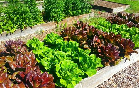 10 Amazing Raised Bed Vegetable Gardening Tips Bed Gardening