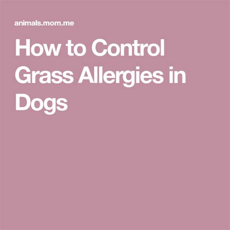 How To Control Grass Allergies In Dogs Dog Allergies Grass Allergy