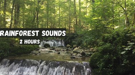 Rainforest Sounds Nature Sounds For Relaxation Studying And