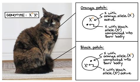 How To Tell The Sex Of A Cat Diagram