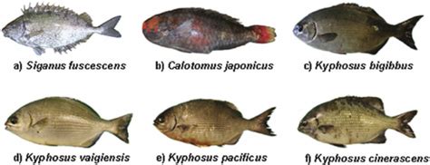 Main Target Herbivorous Fish Species Investigated In Our Study