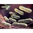 Competition Between Good Bacteria Important For Healthy Gut Say 