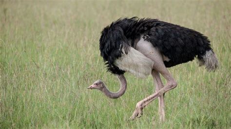 Why Cant Ostriches Fly Kidpid