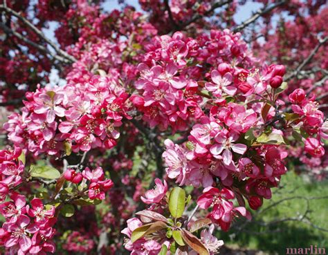 Adams Crabapple Malus Adams North American Insects And Spiders