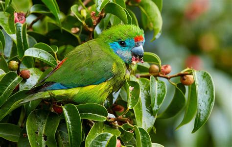 The Double Eyed Fig Parrot Is Australias Tiniest Parrot Australian