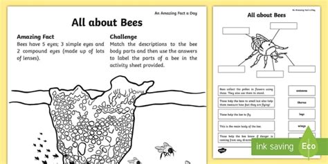 Ks1 All About Bees Worksheets Teaching Resources Twinkl