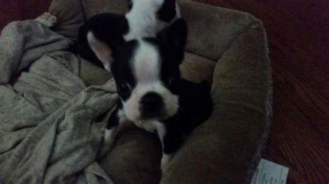 Please note this is an estimate based on typical growth patterns for boston terrier puppies. Boston terrier puppies for Sale in San Antonio, Texas ...