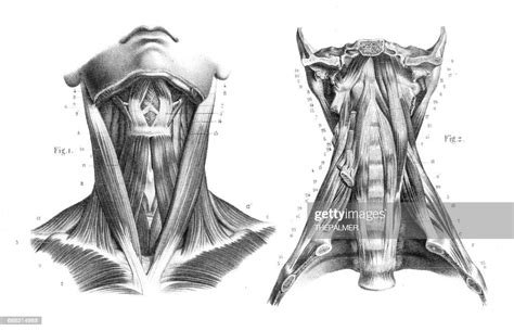 Neck Throat Anatomy Engraving 1866 High Res Vector Graphic Getty Images