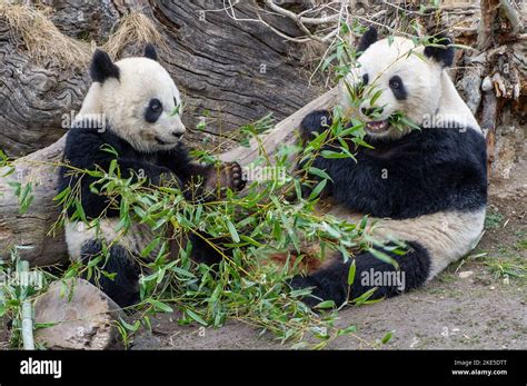 2 Giant Pandas Stock Photo Alamy
