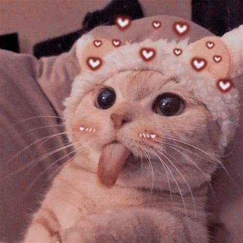 Kedi Komik Kedi Yavrular Irin Kedi Sevimli Yavru Kediler