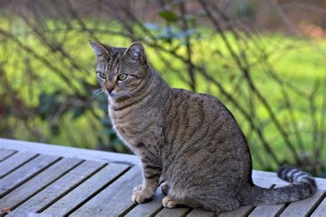 tabby cat facts  pictures cat breed selector