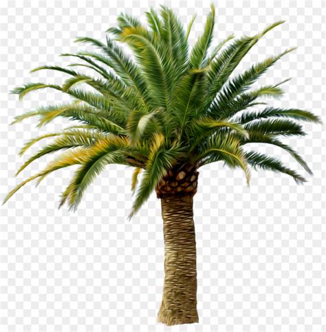 Date Palm Tree PNG Transparent With Clear Background ID 193970 TOPpng