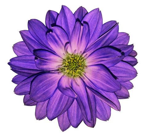 Dahlia Purple Flower Black Isolated Background With Clipping Path