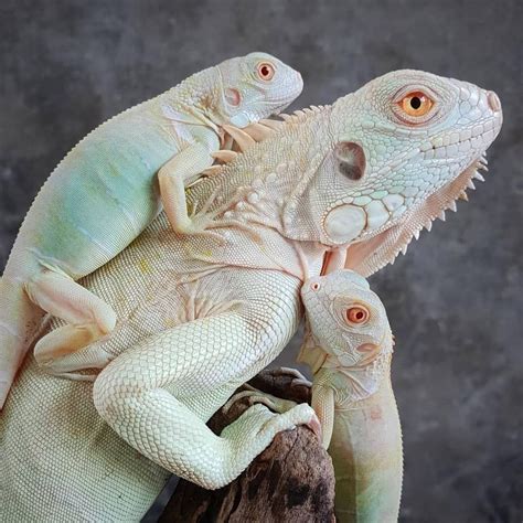 Blizzard Iguana Artificially Bred In Brazil Iguana Pet Cute Reptiles