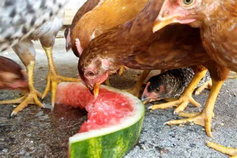 Can Chickens Eat Watermelon Also Rind And Seeds