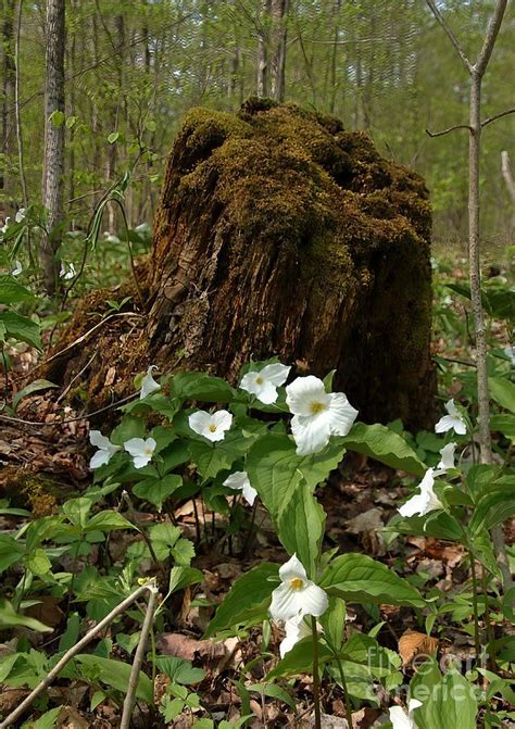 Trilliums In The Woods Photograph By Teresa Mcgill Fine Art America