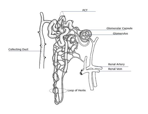 Easy Draw And Label Nephron Draw It Neat How To Draw Ls Of Kidney