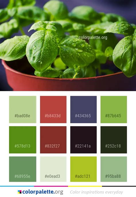 Green Leaf Basil Color Palette