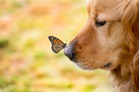 Butterfuly On Nose Of Golden Retriever Picture Dog Breeders Guide