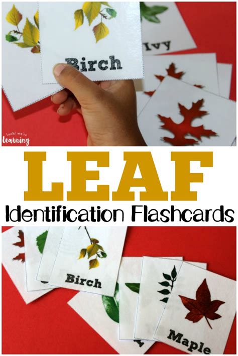 Free Printable Leaf Identification Flashcards Thrifty Homeschoolers