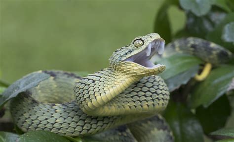 Bush Viper Snake Bite