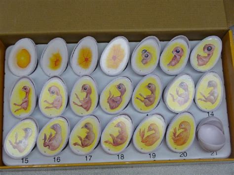 Chart For Chicken Eggs Raising Chickens Incubating Chicken Eggs