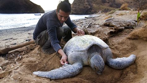Protecting Sea Turtles Of Costa Ricas Osa Peninsula Britannica