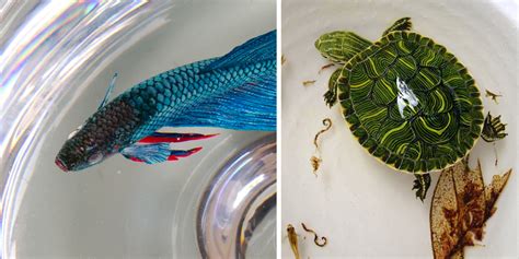 Cover it with plastic to keep drips off the surface; Hyper-Realistic 3D Paintings Made With Acrylics In Layers ...