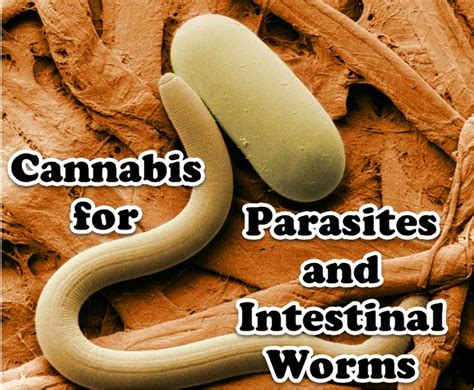 Cannabis For Parasites And Intestinal Worms