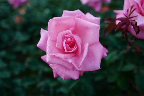 Wallpaper Japan Red Pink Leica Tokyo Jp Flower Flora Petal