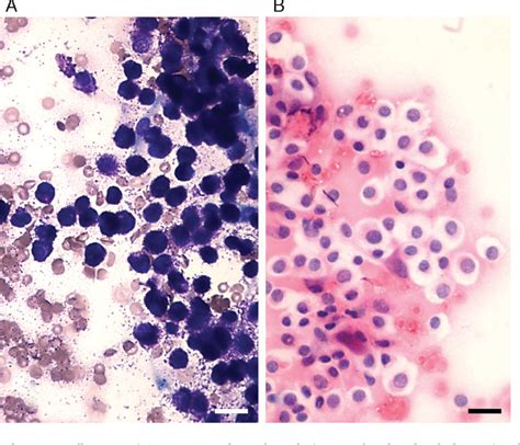 Mast Cell Tumor Dog Cytology