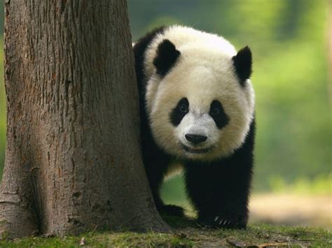 Giant Panda Taken Off Endangered Species List Experts Say Web Top News