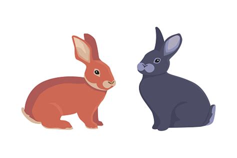 Vector Illustration Of Cartoon Rabbits Different Breeds Fine Bunnys For