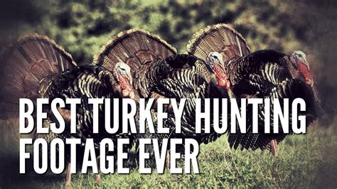 Best Time To Turkey Hunt