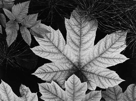 Ansel Adams Leaf Glacier Bay Alaska 1948 For Sale At 1stdibs