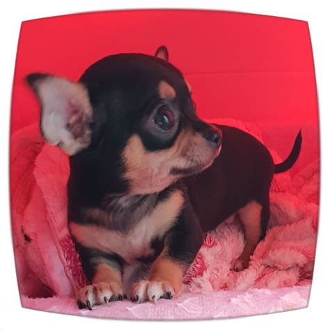 Chihuahua Puppies For Sale Miami Dade County Fl 286301