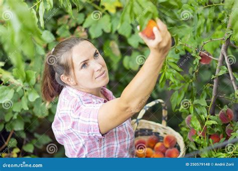 Harvesting Peaches Woman Farmer Picks Ripe Peaches From Tree Into