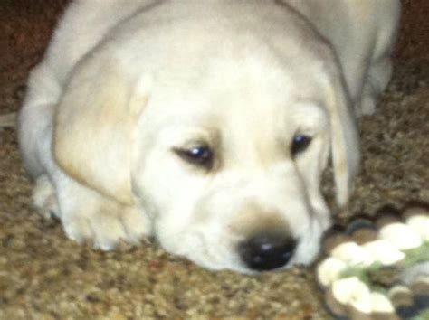 We have donated 30 puppies to the rmef; ***PUREBRED YELLOW LAB PUPPIES*** for Sale in Sandy ...
