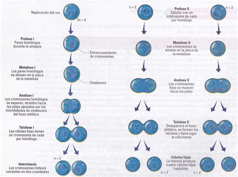 Diagrama De Mitosis Y Meiosis