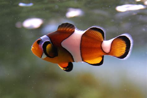 Fileclown Fish