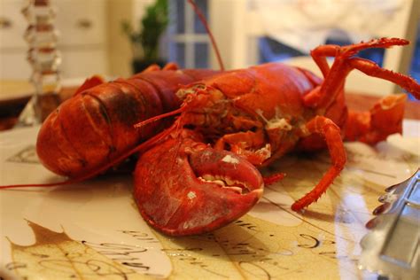 A super delicious lobster dinner! :-) | Lobster dinner, Harpswell, Dinner